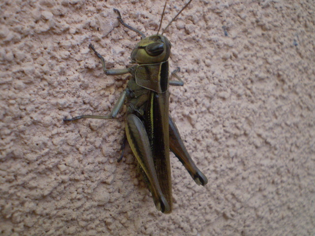Eyprepocnemis plorans (Acrididae)